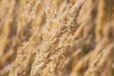 Eylül 'de tarlada sarı çimenler