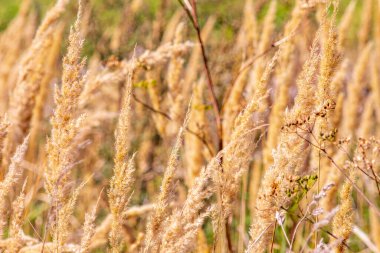 Eylül 'de tarlada sarı çimenler