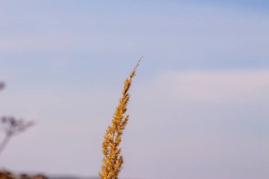 Eylül 'de tarlada sarı çimenler