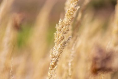 Eylül 'de tarlada sarı çimenler