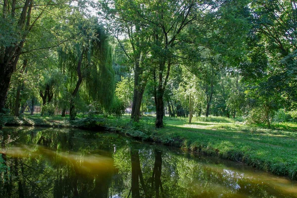 Bela Natureza Parque Árvores Verdes Agosto — Fotografia de Stock