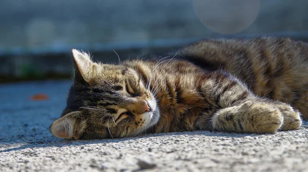 Gato Dorme Sol Asfalto — Fotografia de Stock