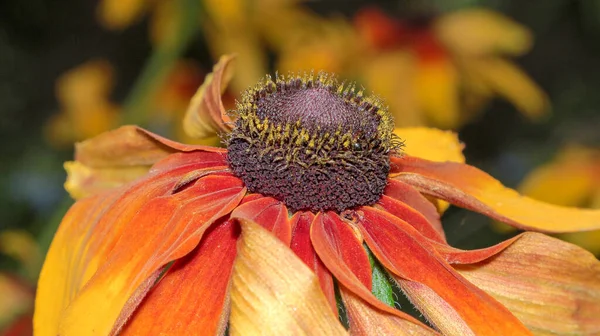 Flor Amarilla Negra Jardín — Foto de Stock