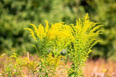 Eylül 'de tarlada sarı çimenler