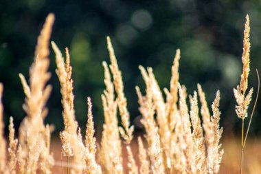 Eylül 'de tarlada sarı çimenler