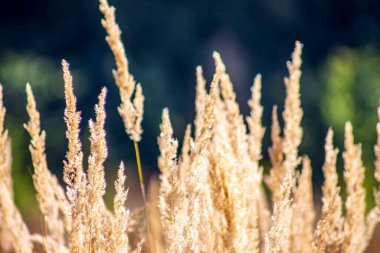 Eylül 'de tarlada sarı çimenler