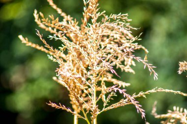 Eylül 'de tarlada sarı mısır