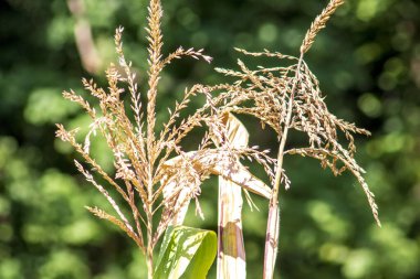 Eylül 'de tarlada sarı mısır