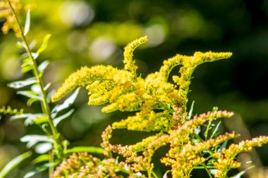 Eylül 'de tarlada sarı çimenler
