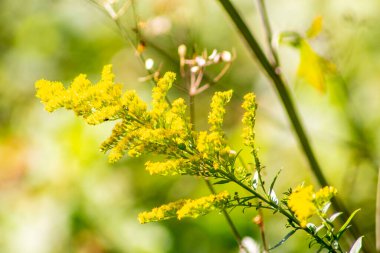 Eylül 'de tarlada sarı çimenler