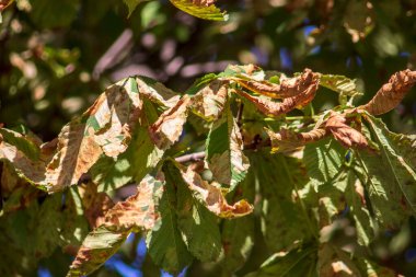 Eylül ayında sarı kestane yaprakları hastalıktan etkilenir