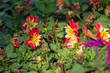 Parktaki bir çiçek tarhında sonbahar çiçeği