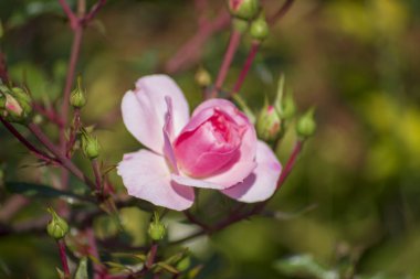 Parktaki bir çiçek tarhında sonbahar çiçeği