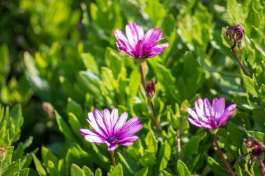 Parktaki bir çiçek tarhında sonbahar çiçeği