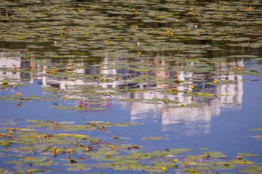 Sonbaharda sudaki yeşil çimenler ve yamalar