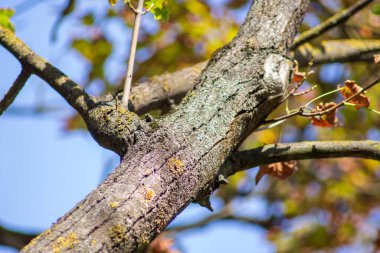 Yol kenarındaki ağaç kaplaması