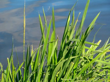 Sonbaharda sudaki yeşil çimenler ve yamalar