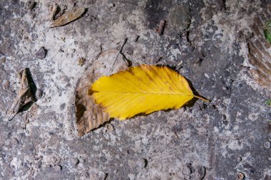 Ormanda yerde sonbahar yaprakları