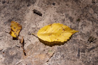 Ormanda yerde sonbahar yaprakları