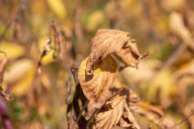 Ormanda yerde sonbahar yaprakları