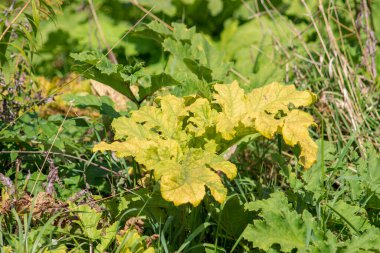 Ormanda yerde sonbahar yaprakları