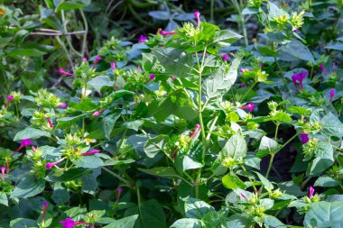 yeşil bush ile mor çiçekler