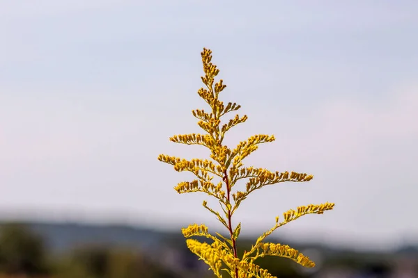Желтая Трава Сентябре Поле — стоковое фото