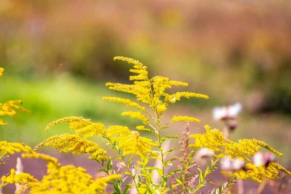 Yellow Grass September Field — Stock Photo, Image