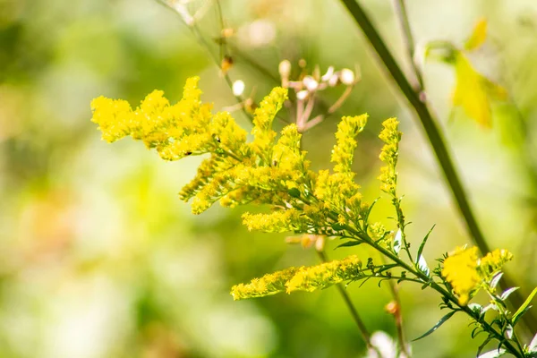 Gelbes Gras September Auf Dem Feld — Stockfoto