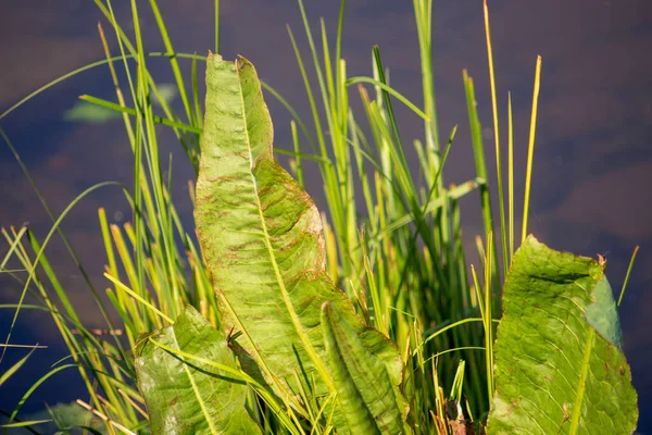 Rumput Hijau Dan Tambalan Air Musim Gugur — Stok Foto