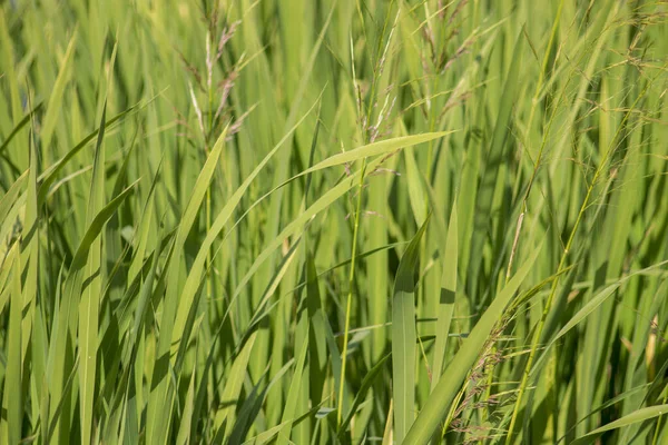 Green Grass Patching Water Autumn — Stock Photo, Image