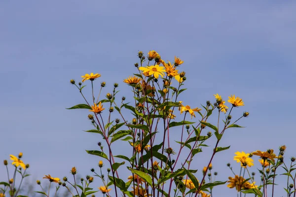 Yellow Autumn Flowers Field — Stock Photo, Image