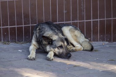 Şehirdeki kaldırımda oturan evsiz bir köpek.