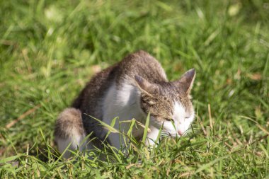 Gri beyaz kedi güneşte çimlerin üzerinde