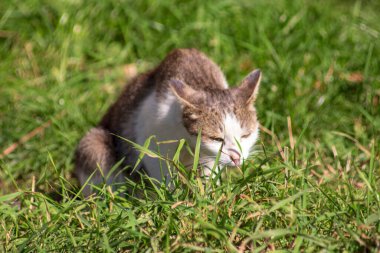 Gri beyaz kedi güneşte çimlerin üzerinde