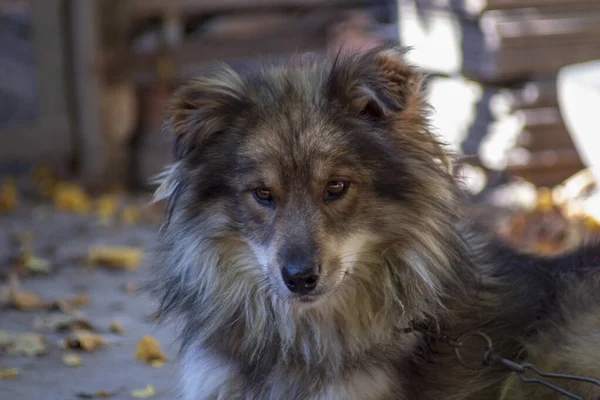 Chien Est Assis Sur Une Chaîne Ferme — Photo