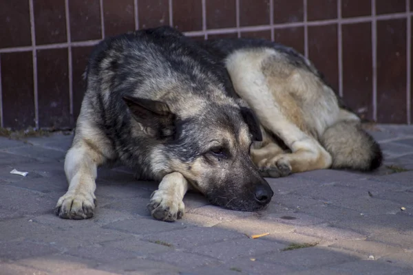Бездомний Собака Сидить Тротуарі Місті — стокове фото