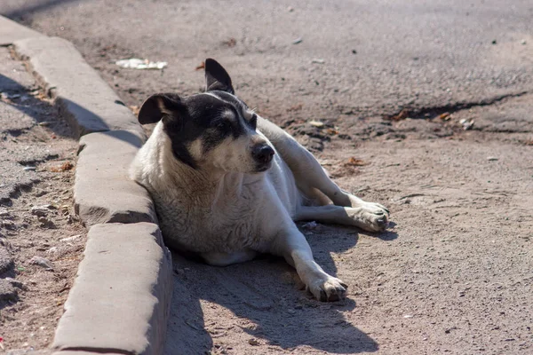 Бездомний Собака Сидить Тротуарі Місті — стокове фото