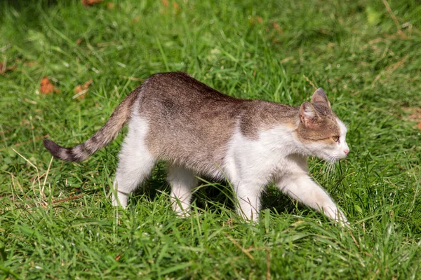 灰白色的猫躺在阳光下的草地上 — 图库照片