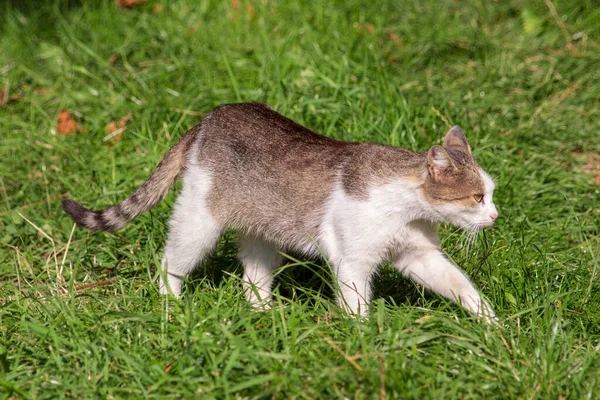 Gri Beyaz Kedi Güneşte Çimlerin Üzerinde — Stok fotoğraf