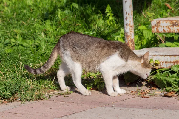Grauweiße Katze Auf Dem Gras Der Sonne — Stockfoto
