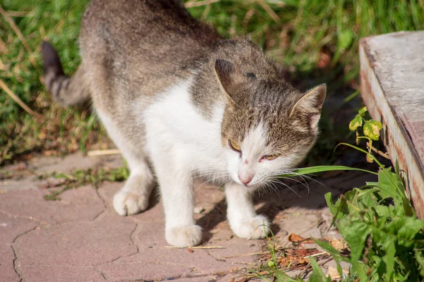 太陽の下で草の上に灰色の白い猫 — ストック写真