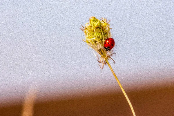 Czerwony Żuk Biedronka Trawie — Zdjęcie stockowe