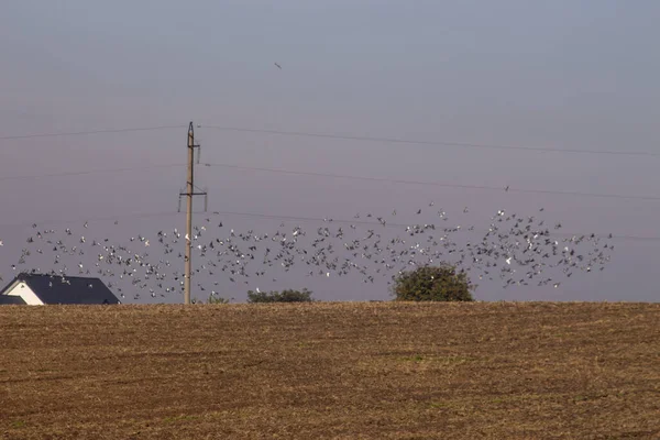 Flock Wild Pigeons Flies Plowed Field — Stock Photo, Image