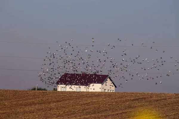 Bir Vahşi Güvercin Sürüsü Tarlaların Üzerinde Uçuyor — Stok fotoğraf