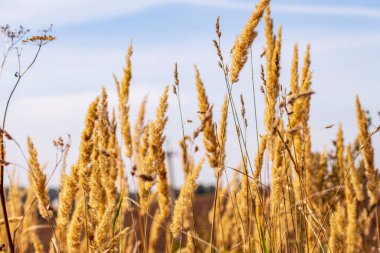 Eylül 'de tarlada sarı çimenler