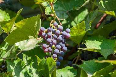 Eylül 'de sarmaşıkta mavi üzüm ve yeşil yapraklar