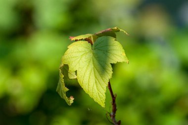 Eylül 'de frenk üzümünün yeşil sarı yaprakları
