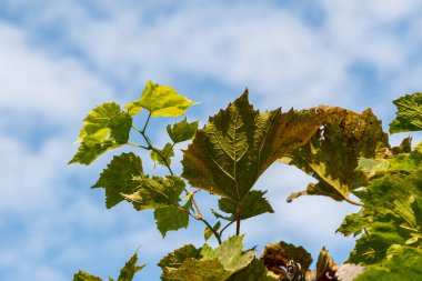 Eylül 'de yeşil üzüm yaprakları
