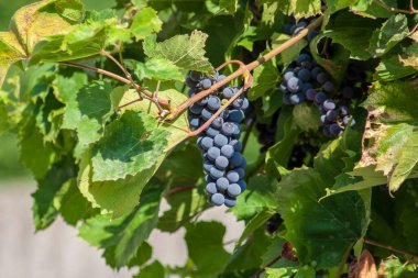 Eylül 'de sarmaşıkta mavi üzüm ve yeşil yapraklar